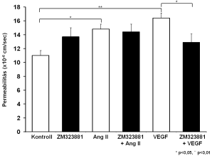 17. ábra. A VEGFR-2 receptort blokkoló ZM323881 előkezelés hatása a VEGF és Ang II által megnövelt permeabilitásra.