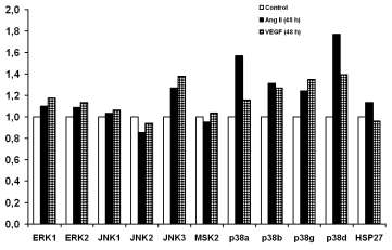 22. ábra. A hosszú távú Ang II és VEGF kezelés hatása a MAPK útvonalak (ERK, p38, JNK) aktivációjára. IX. A VEGF stresszrost kialakulást idézett elő és fellazította a sejt-sejt kontaktusokat.
