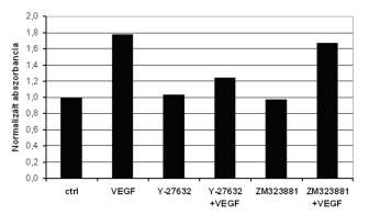 26. ábra. A ZM323881 és Y-27632 gátlószer előkezelések hatása a sejtek túlélésére. A VEGF kezelés rövid időn belül megnövelte az intracelluláris Ca 2+ -szintet, a VEGFR- 2 aktivációján keresztül.