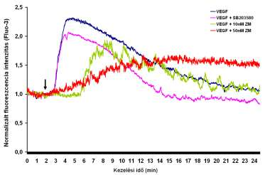 Látható, hogy a VEGF kezelést követően egy percen belül kialakul a válasz, a kezelés több mint kétszeresére növelte az intracelluláris Ca 2+ -szintet. A hatás kialakulásáért a VEGFR-2 a felelős. 27.