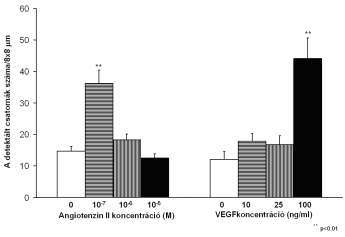 növesztettük, majd kezeltük különböző dózisú Ang II-el és VEGF-el.