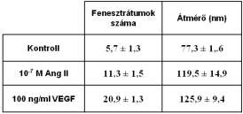 4. táblázat. Fenesztrátumok számának és átmérőjének változása Ang II és VEGF kezelések után élő sejteken. 5. táblázat. Különböző átmérőjű fenesztrátumok előfordulása VEGF és Ang II kezelések után sejtfelületen etanolban szárított illetve élő sejteken.