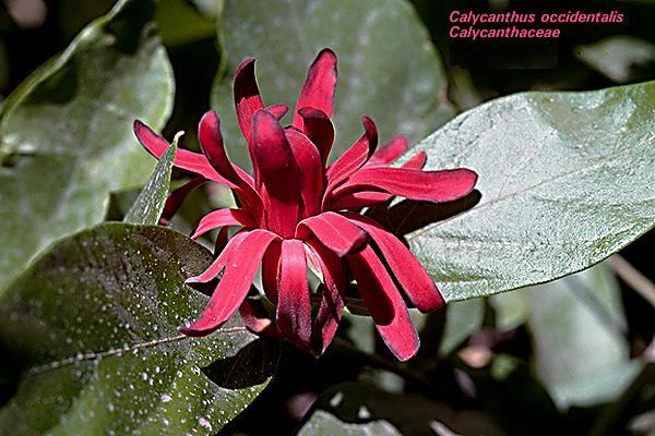 Calycanthus