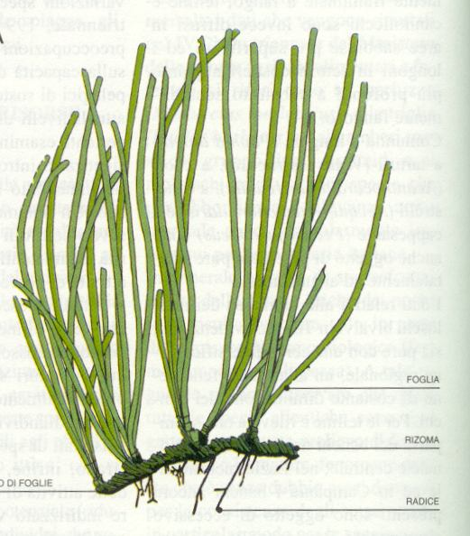Posidoniaceae