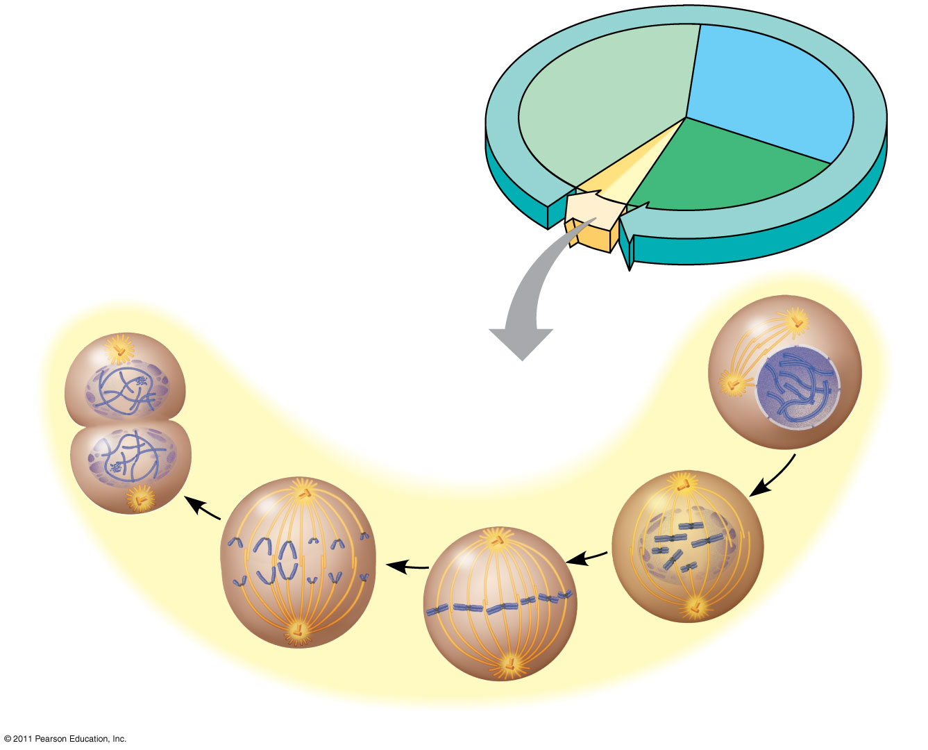 Figure 12.