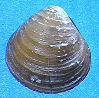 Corbiculidae forrás: