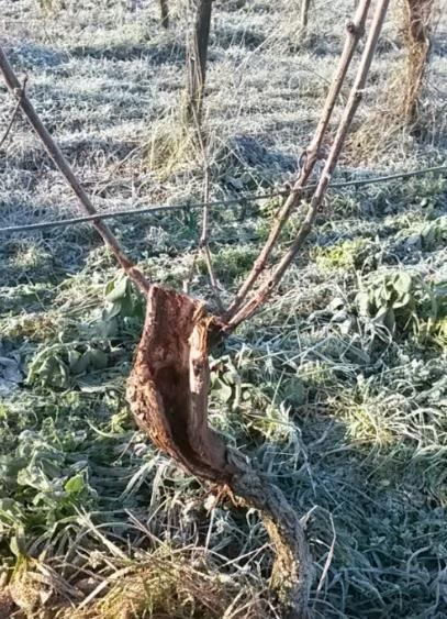 «Törzstisztítás» A törzstisztítás során, a tőketörzsön belül elhelyezkedő beteg részeket távolítjuk el.