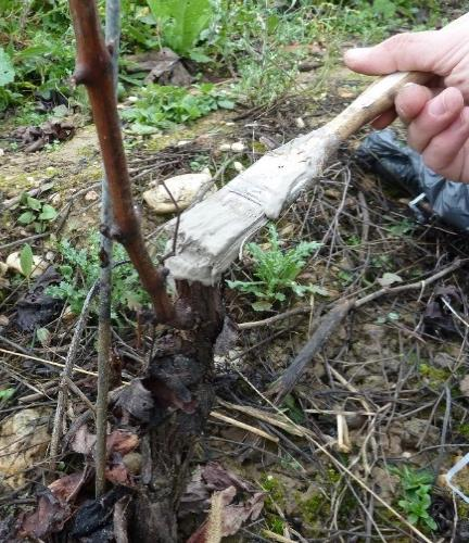 4- A metszési sebek védelmére irányuló gyakorlatok A metszési sebek ecsetelése Európában egy viszonylag elterjedt gyakorlat a metszési sebek ecsetelése, de csökken azon termesztők száma, akik még a