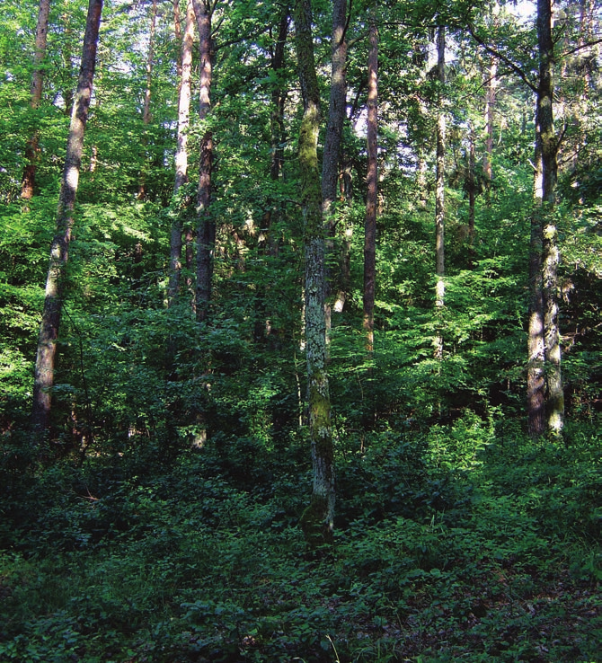 30 Ódor Péter (szerk.): A biodiverzitást meghatározó környezeti változók vizsgálata az őrségi erdőkben tős (Barbier et al. 2008, Hardtle et al. 2003, Tinya et al. 2009a).