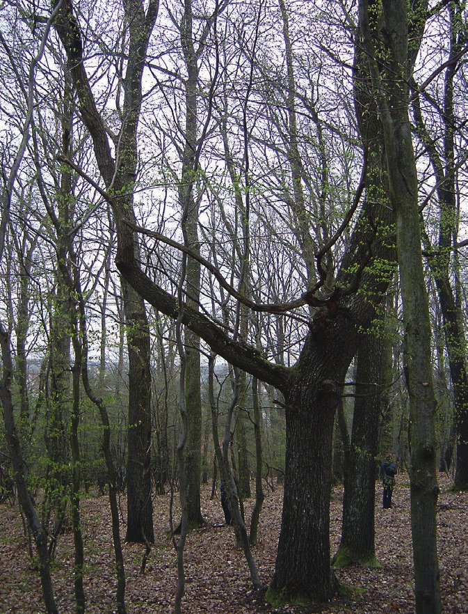 8 Ódor Péter (szerk.): A biodiverzitást meghatározó környezeti változók vizsgálata az őrségi erdőkben (potenciális) klimatikus talajtípust és vegetációt.