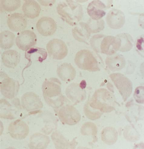 vörösvérsejtekben - Trypanosoma brucei Trypanosoma brucei -