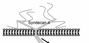 kölcsönhatása gátolt a Ser179Glu mutáns syndecan-4-et expresszáló vonalban, mivel a Tiam1-gyel végzett immunprecipitáció a Ser179Glu sejteknél nem tartalmazott Rac1-et. 40.