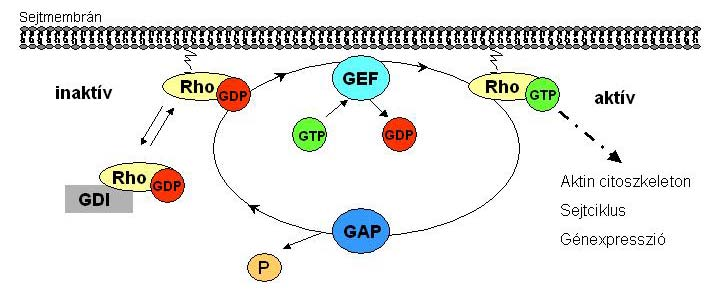 7. ábra. A Rho GTP-ázok ciklusa. A Rho GTP-ázoknak két konformációs állapota ismert: egy aktív, GTP-t kötő, és egy inaktív, GDP-t kötő konformáció.