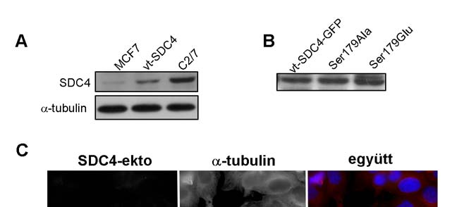 A vt-sdc4-gfp és a mutáns syndecan-4 (Ser179Ala, Ser179Glu) konstrukciókkal transzfektáltam az MCF-7 humán emlő adenocarcinoma, HT1080 fibrosarcoma, valamint az NIH-3T3, HEK293 és MDA-MB231 sejteket.