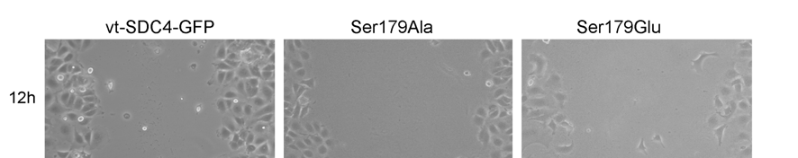 12. ábra. Sebzéses esszé.