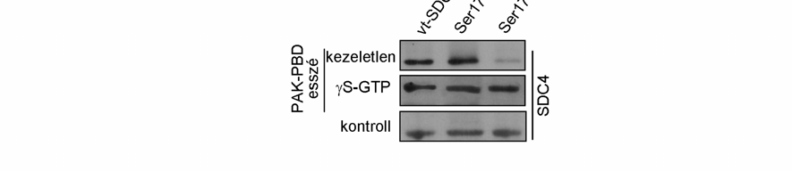A gamma-s-gtp kezelést követően a detektált aktív Rac1 mennyisége egyenlő volt a különböző sejtvonalakban, továbbá a kikötött komplexben jelen levő syndecan-4-gfp fúziós fehérjék mennyisége is
