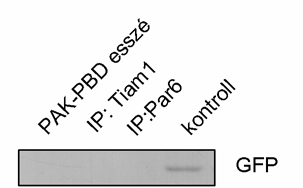 esszé során, tehát a p21 kötő domén nem kötötte sem a syndecan-4-et, sem a GFP-t az aktív GTP-áz hiányában (adatokat nem mutatom).