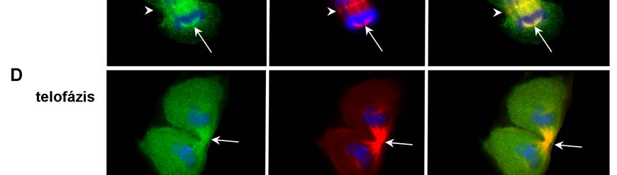 MCF-7 sejteket immunfestettem anti-p-syndecan-4