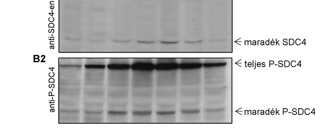34. ábra. A syndecan-4 foszforilációja és vedlése fokozódik a G2/M fázisok során.