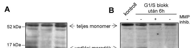 összegyűjtöttem a sejteket. Az MMP gátlás hatására nem lehetett kimutatni 13 kda magasságban a syndecan-4 fragmentet, ami azt jelentette, hogy az proteolitikus vágódás eredményeként keletkezett. 35.