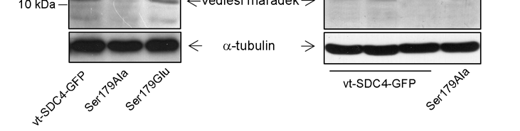 (A) A vt-sdc4-gfp-t, valamint a Ser179Ala és a Ser179Glu mutáns syndecan-4-et expresszáló sejtek teljes hosszúságú és vágódott syndeacan-4 tartalmát Western blottal hasonlítottam össze.