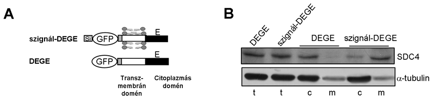 fehérjék viselkedésének a tanulmányozásához a szignál-dege konstrukció szignálszekvencia nélküli változatát is elkészítettük (DEGE konstrukció, 36. ábra 
