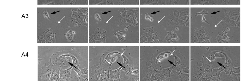 A). 38. ábra. A Ser179Glu mutáció a citokinézis zavarához vezet. (A) Különböző, aszinkron proliferáló sejtkultúrákon fáziskontraszt mikroszkóppal sorozatfelvételeket készítettünk.
