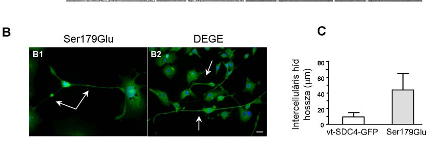 Ezzel szemben a Ser179Glu (A3) és DEGE (A4) konstrukciókat expresszáló sejtek bár lekerekedtek, de az osztódás folyamán a szomszédos sejtekkel való összeköttetésük citoplazmahíd formájában megmaradt