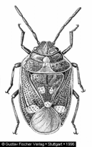 R. Hemiptera Alr. Heteroptera Poloskák Alr.