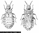 Pyrrhocoridae Verőköltő poloskák Pyrrhocoris apterus Verőköltő