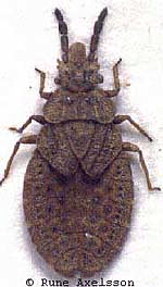 csipkéspoloska Aradidae kéregpoloskák Aradus cinnamomeus Kis