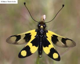 Család: Ascalaphidae Libelloides macaronius Keleti