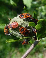 Pentatomidae