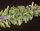 Család: Adelgidae Toboztetvek Pineus pini Erdeifenyő gyapjastetű Pineus strobi Simafenyő