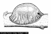 Aphididae - Levéltetvek Eriosoma lanigerum Eriosoma lanigerum Vértetű