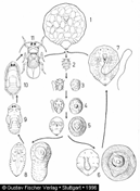 jelentékeny kárt okozhat Család: Aphididae valódi levéltetvek Phyllaphis