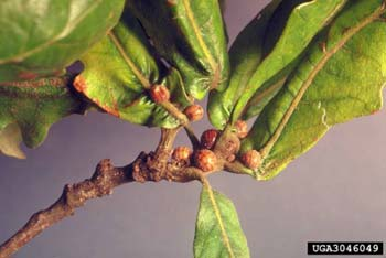 Viteus vitifoliae Szőlőgyökértetű (filoxéra) Alosztály: PTERYGOTA FELSŐRENDŰ ROVAROK