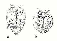 bogarak R: Strepsiptera - legyezőszárnyúak R: Mecoptera - skorpió legyek R: Siphonaptera