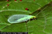 Raphidioptera: Raphidia ophiopsis tevenyakú