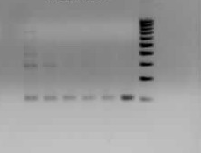 elvégzett real-time RT-PCR reakciókban ezt állítottuk be primer kötődési hőmérsékletként. A továbbiakban ezen a hőmérsékleten végeztük a reakciókat. 1 2 3 4 5 6 L 100 bp 8. ábra.