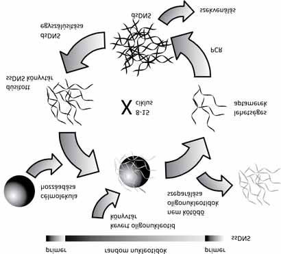 Primer Random nukleotidok Primer Célmolekula hozzáadása Kevert oligonukleotid könyvtár Nem kötődő oligonukleotidok szeparálása ssdns 8 15 ciklus Lehetséges aptamerek Dúsított ssdns-könyvtár dsdns