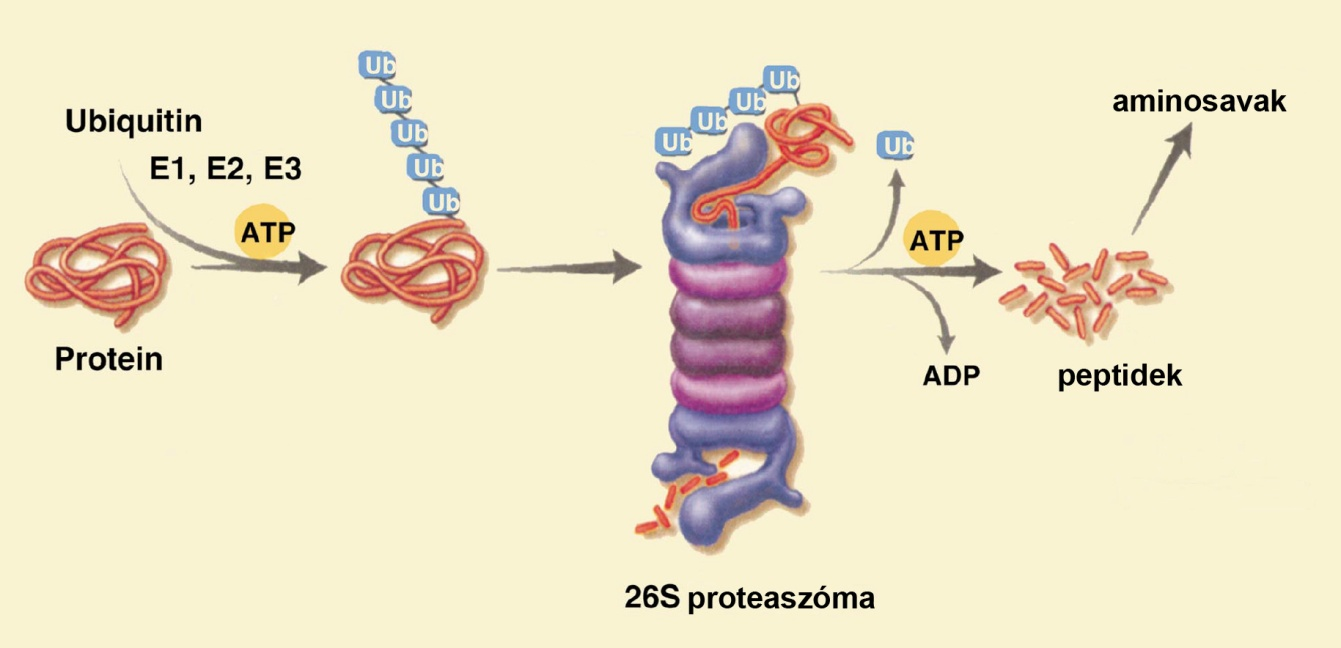 2.2. Az ubiquitin-proteaszóma rendszer Az ubiquitin proteaszóma rendszer (ubiquitin proteasome system UPS) a lizoszómális rendszer mellett a legfontosabb szabályozott fehérje lebontó útvonal az