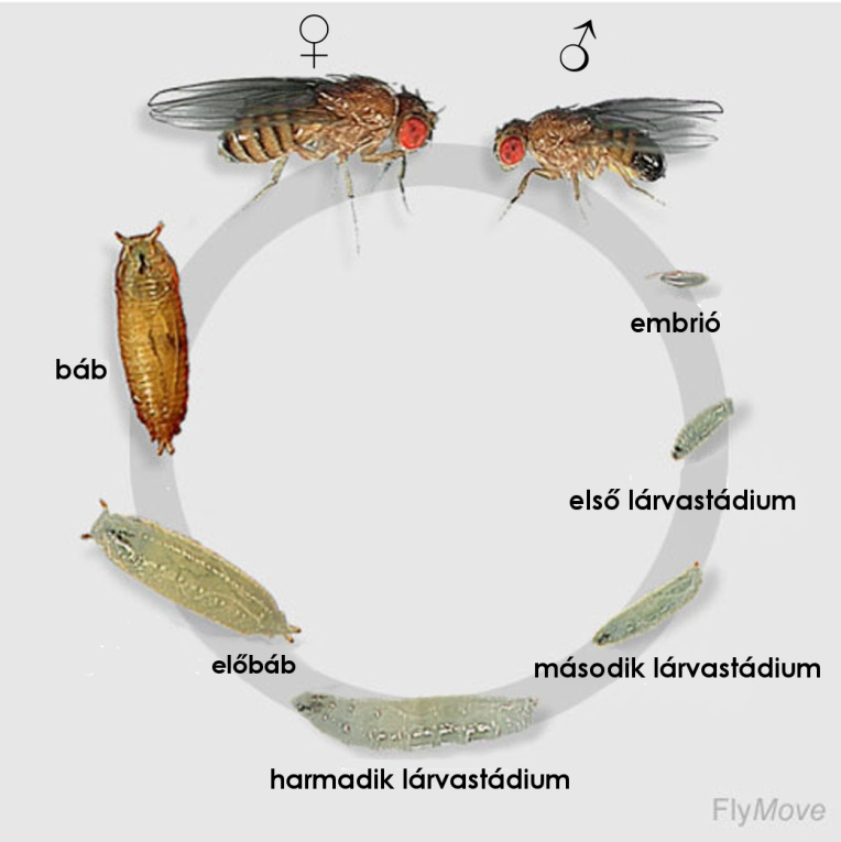 8. ábra A Drosophila melanogaster életciklusa. A holometamorfózissal fejlődő ecetmuslica embrió, lárva (L1, L2 és L3) és bábállapoton halad át, majd kikel a kifejlett állat (adult) (http://flymove.