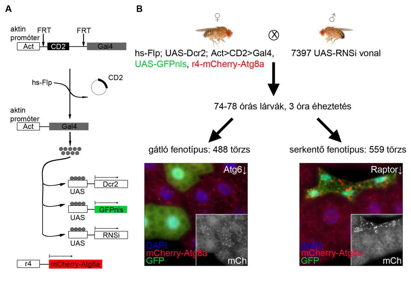 10. ábra Az elsődleges teszt összefoglalása. (A) Az Flp/FRT és az UAS-Gal4 rendszer bemutatása.