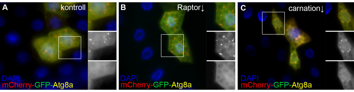 Atg5) (A) vagy hiperautofág, azaz mcherry-atg8a pozitív autofagoszómák és autolizoszómák halmozódnak fel (pl. Raptor) (B) jól táplált lárvák zsírtestében.