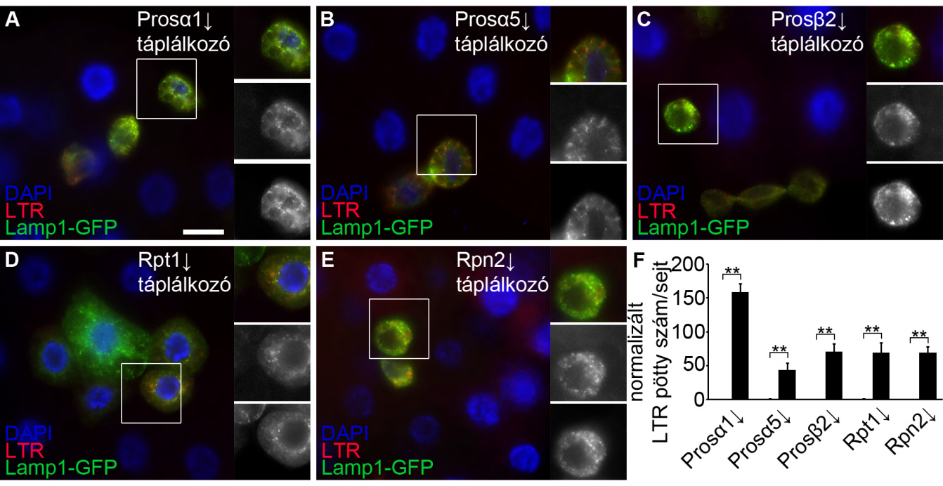 22. ábra A proteaszómális lebontás károsodása autofágiát indukál jól táplált Drosophila lárvák zsírtestében (A-E) A Prosα1 (A), Prosα5 (B), Prosβ2 (C), Rpt1 (D) és Rpn2 (E) proteaszóma alegység RNSi