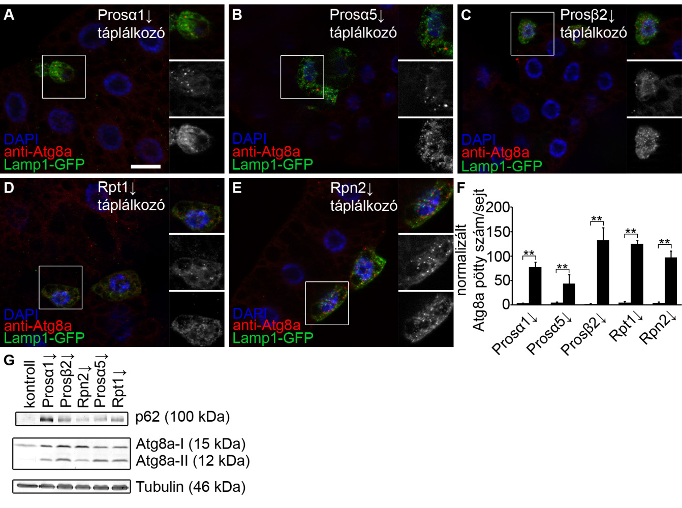 23. ábra Immunfestés és western blot is igazolja, hogy a proteaszóma inaktiváció autofágiát indukál jól táplált Drosophila lárvák zsírtestében (A-E) A Prosα1 (A), Prosα5 (B), Prosβ2 (C), Rpt1 (D) és