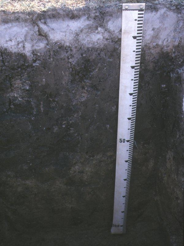 Réti szolonyec (szerkezetes szikes talaj, kilúgzott szikes talaj, alkáli talaj) FOLYAMATOK