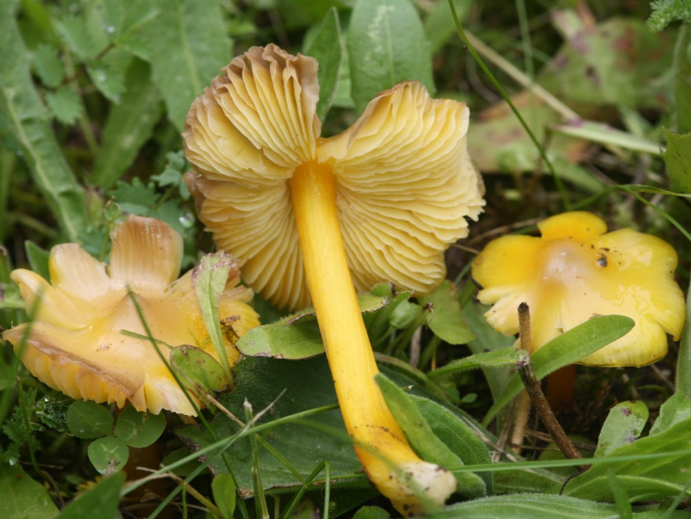 Mint kiderült, lehet ilyen a nedűgombáknál. Füves, félig-meddig természetes gyepekben. Hygrocybe acutoconica (=H. persistens) - Sáfránysárga nedűgomba A spóravizsgálat szerint a var.