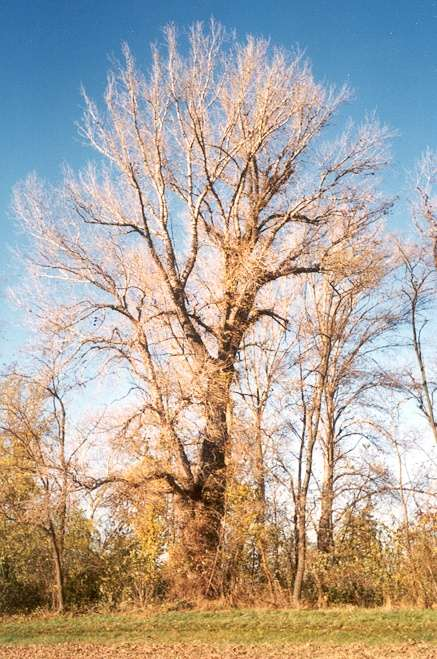 Black poplar as a target species for gene conservation programmes Gene conservation has been started for about 20 years